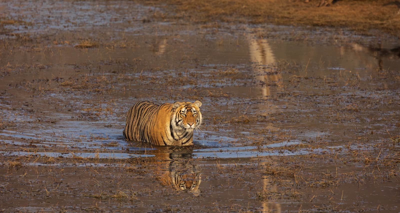 Tiger moving through Ranthambhore woodland