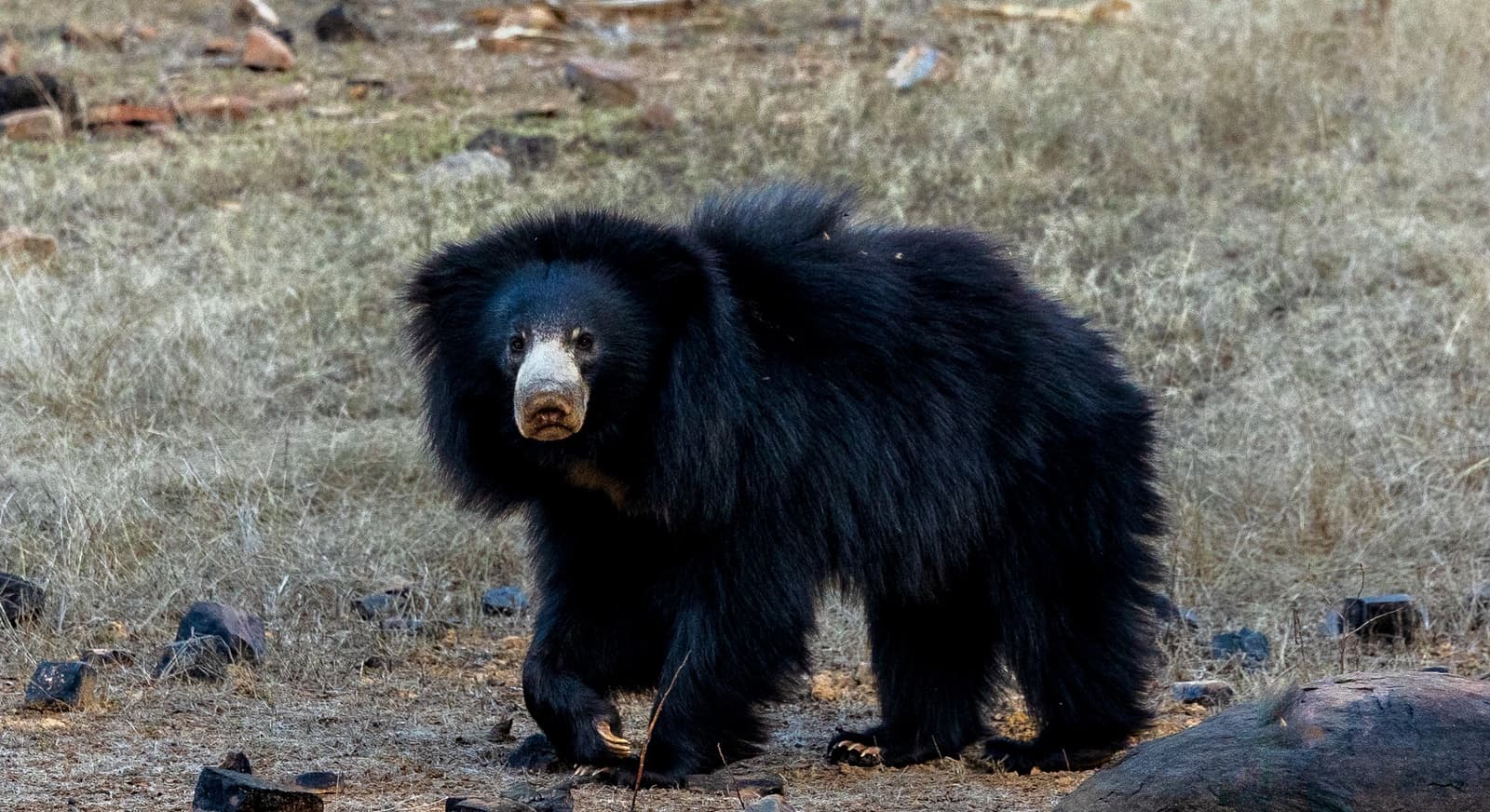 Sloth bear in Ranthambhore forest