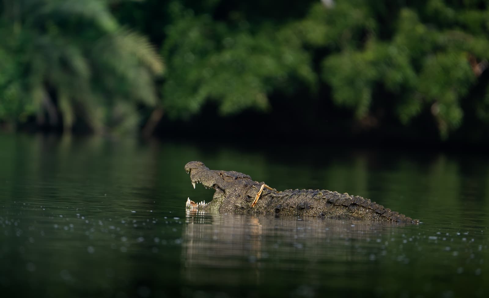 Marsh crocodile basking at a Ranthambhore lake