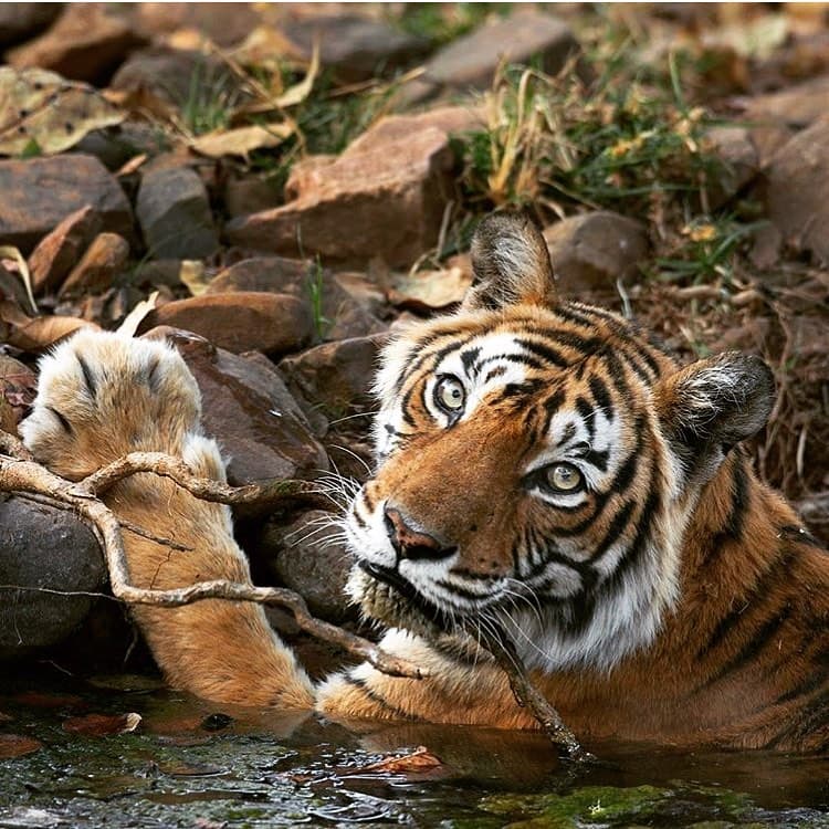 The legendary tigress Machhli at Ranthambore