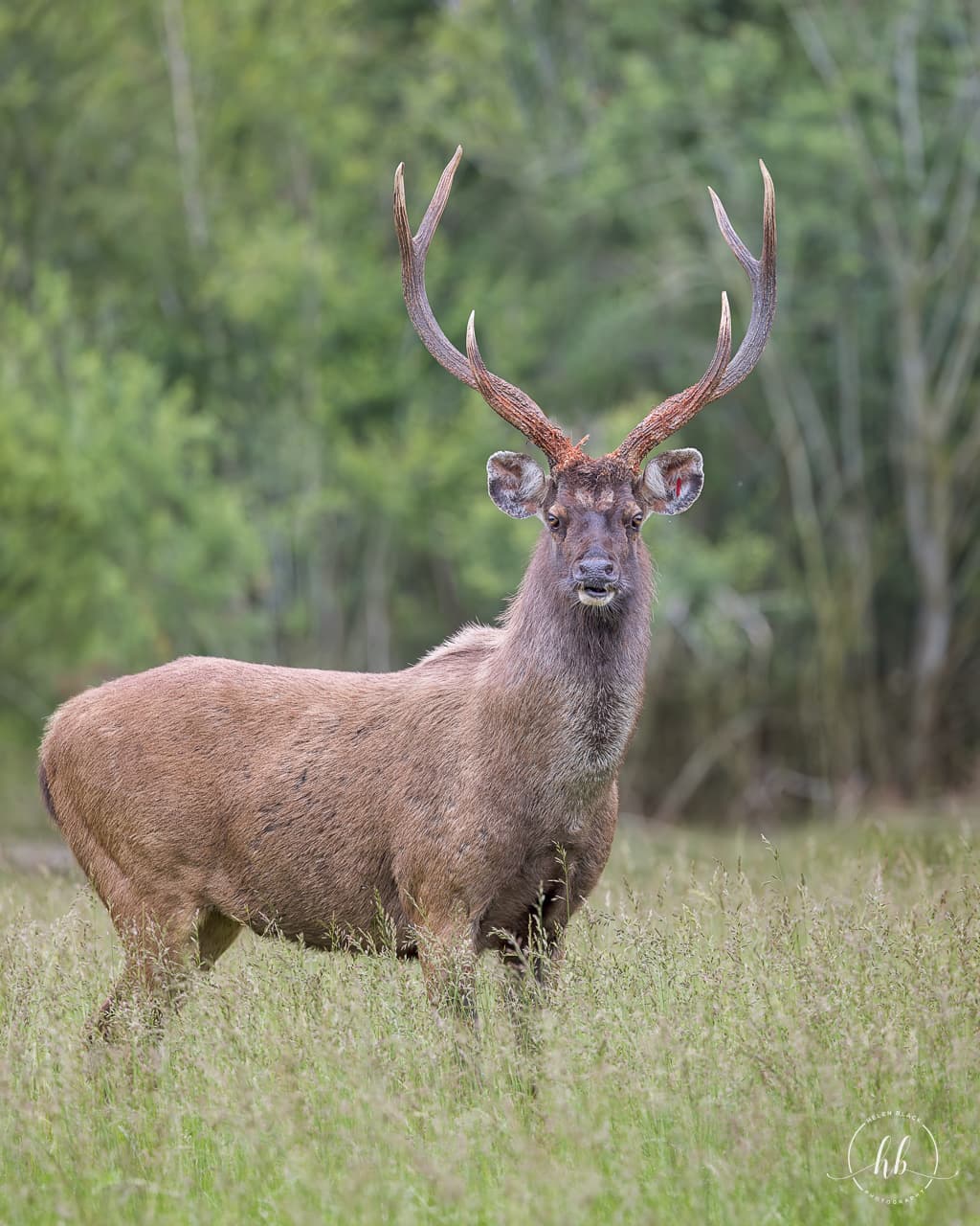 Sambar deer in Ranthambhore woodland