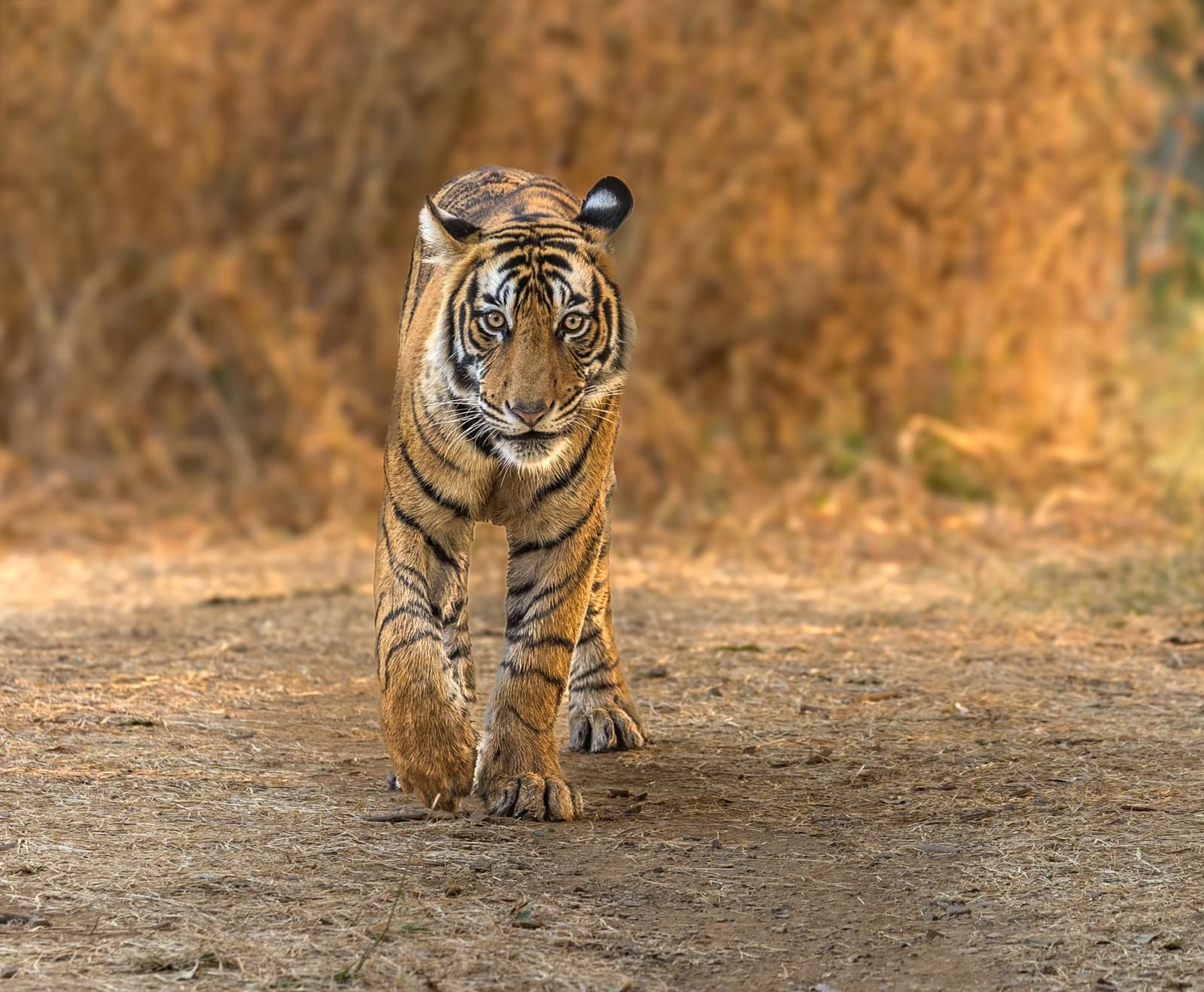 Royal Bengal tiger in Ranthambhore