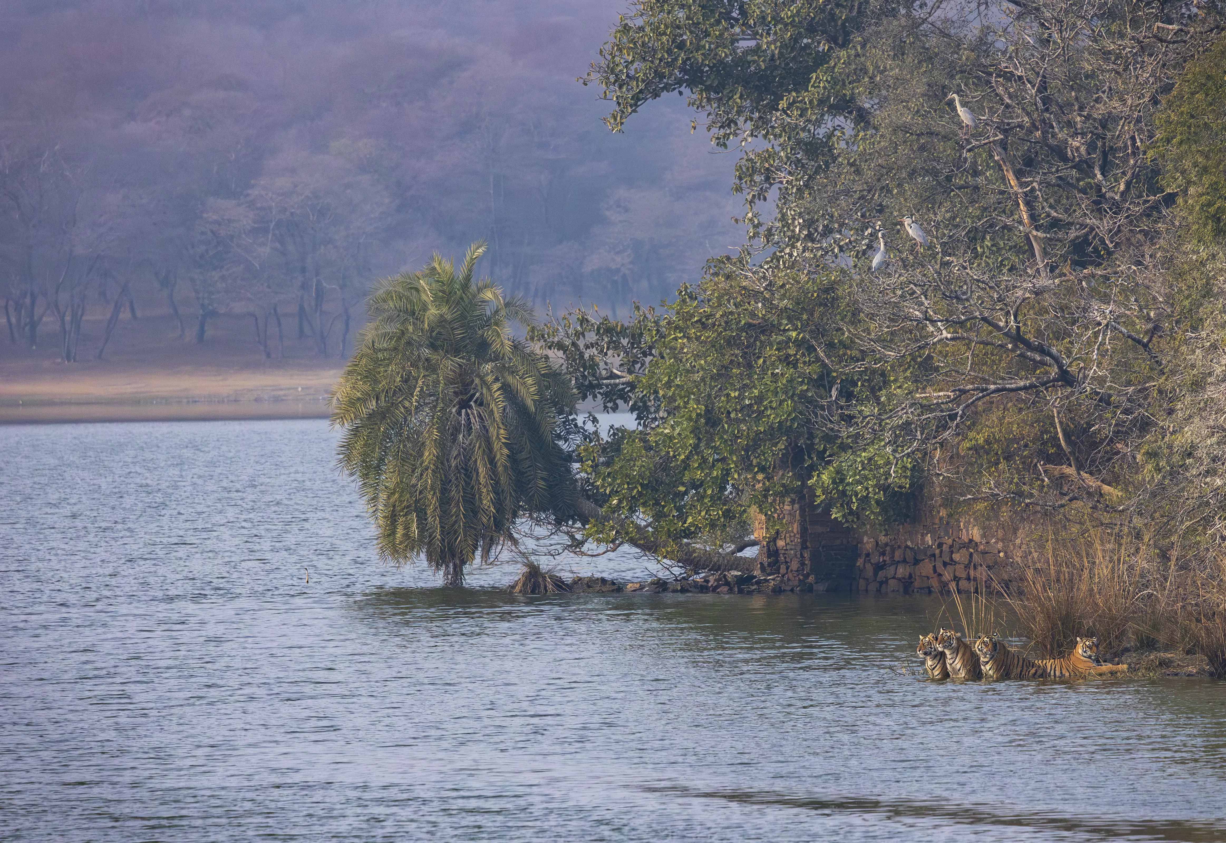Bengal tiger emerging from tall grass in Ranthambore
